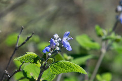 Salvia pruinosa