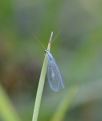 Chrysopa perla