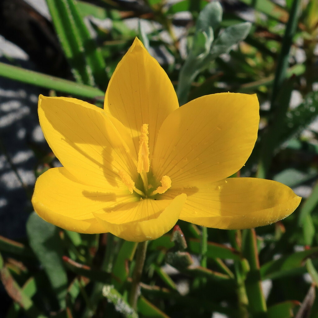 Geissorhiza humilis, Western Cape, ZA