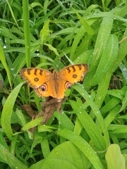 Junonia almana