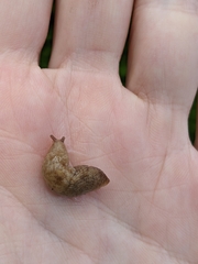 Deroceras reticulatum