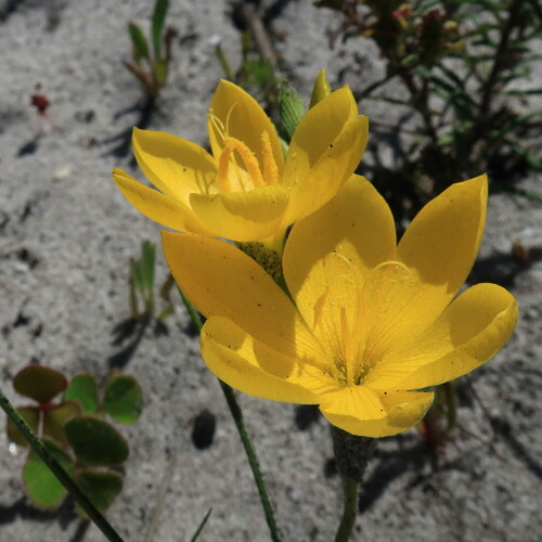 Geissorhiza humilis