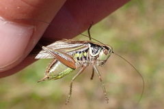 Roeseliana roeselii