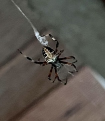 Neoscona domiciliorum