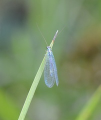 Chrysopa perla