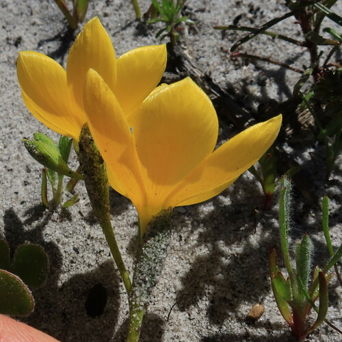Geissorhiza humilis