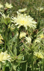 Schlagintweitia intybacea