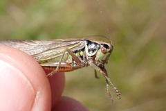 Roeseliana roeselii