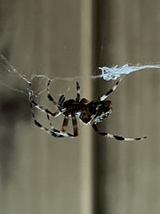 Neoscona domiciliorum