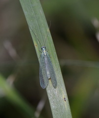 Chrysopa perla