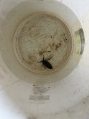 Lethocerus americanus