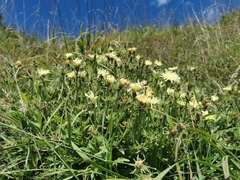 Schlagintweitia intybacea