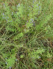 Trichostema dichotomum