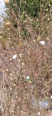 Dipsacoideae