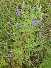 Trichostema dichotomum