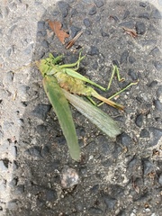 Tettigonia viridissima