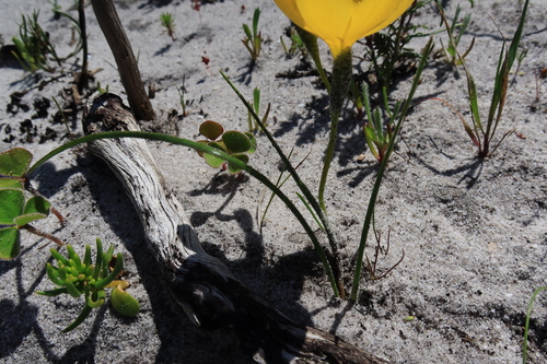 Geissorhiza humilis