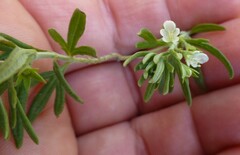 Teucrium africanum