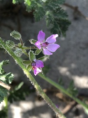 Erodium cicutarium