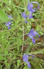 Trichostema dichotomum