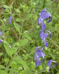 Trichostema dichotomum