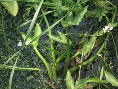 Sagittaria trifolia