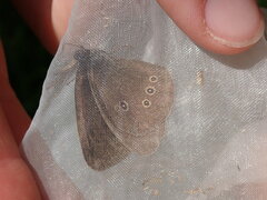Aphantopus hyperantus
