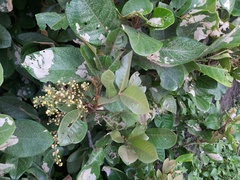 Aglaia rimosa