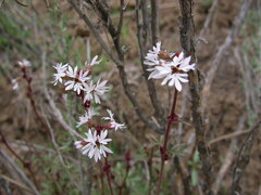 Lithophragma glabrum