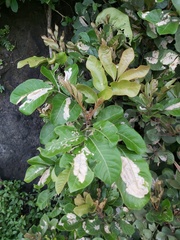 Aglaia rimosa