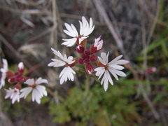 Lithophragma glabrum