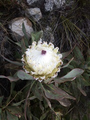 Protea magnifica