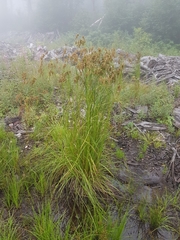 Scirpus pedicellatus