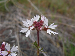 Lithophragma glabrum