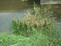 Schoenoplectus triqueter