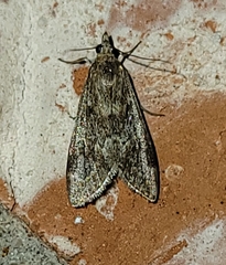 Loxostege allectalis