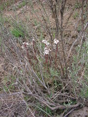 Lithophragma glabrum