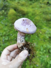Cortinarius traganus