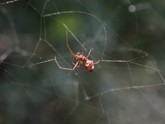 Argyrodes argyrodes