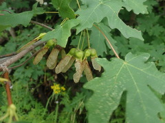 Acer grandidentatum