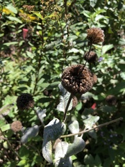 Monarda fistulosa