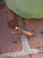 Stagmomantis