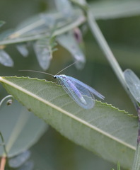 Chrysopa perla