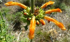 Leonotis ocymifolia