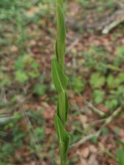 Carphephorus odoratissimus