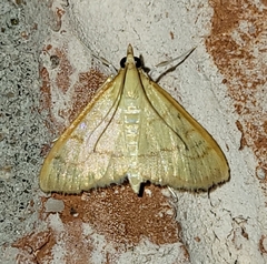 Pyraustinae