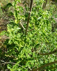 Leonotis ocymifolia