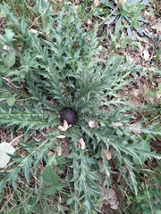 Carlina acanthifolia
