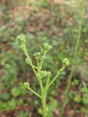 Carphephorus odoratissimus