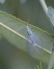 Chrysopa perla